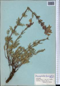 Змееголовник дваждыперистый Rupr., Средняя Азия и Казахстан, Северный и Центральный Тянь-Шань (M4) (Киргизия)