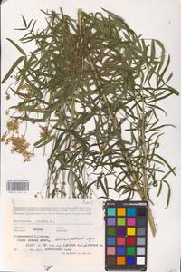 Василисник светлый, Василисник блестящий L., Восточная Европа, Латвия (E2b) (Латвия)