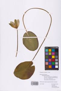 Кувшинка белоснежная C.Presl, Восточная Европа, Северо-Западный район (E2) (Россия)