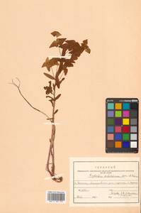 Молочай Зибольда Morren & Decne., Сибирь, Дальний Восток (S6) (Россия)