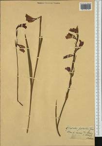 Шпажник болотный Gaudin, Западная Европа (EUR) (Швейцария)