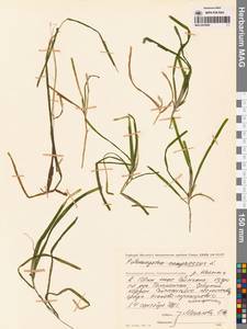 Рдест сплюснутый L., Сибирь, Чукотка и Камчатка (S7) (Россия)