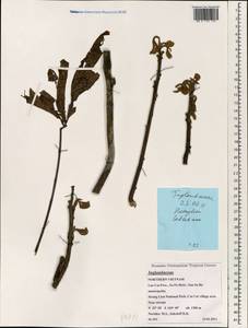 Juglandaceae, Зарубежная Азия (ASIA) (Вьетнам)