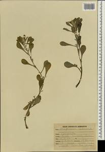 Helichrysum indicum (L.) Grierson, Зарубежная Азия (ASIA) (Индия)