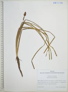 Ежеголовник всплывающий, Ежеголовник всплывший Rehmann, Сибирь, Дальний Восток (S6) (Россия)