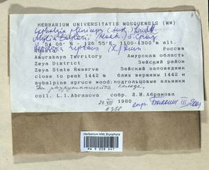 Fuscocephaloziopsis pleniceps (Austin) Váňa & L. Söderstr., Гербарий мохообразных, Мхи - Дальний Восток (без Чукотки и Камчатки) (B20) (Россия)