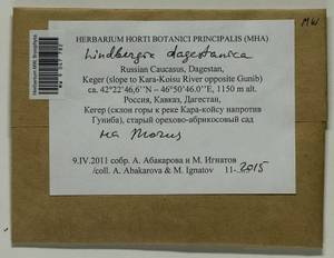 Lindbergia dagestanica Ignatova & Ignatov, Гербарий мохообразных, Мхи - Северный Кавказ и Предкавказье (B12) (Россия)