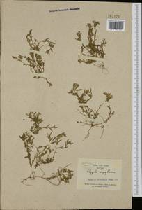 Polygala serpyllifolia J. A. C. Hose, Западная Европа (EUR) (Франция)