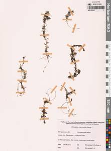 Пузырчатка средняя  Hayne, Сибирь, Чукотка и Камчатка (S7) (Россия)