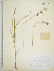 Anthoxanthum glabrum (Trin.) Veldkamp, Сибирь, Дальний Восток (S6) (Россия)