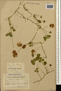 Клевер ползучий L., Кавказ, Азербайджан (K6) (Азербайджан)