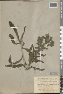 Нонея темная, Нонея темно-бурая (L.) DC., Восточная Европа, Нижневолжский район (E9) (Россия)