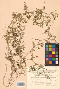 Горошек волосистый (L.) Gray, Сибирь, Дальний Восток (S6) (Россия)