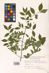 Бересклет бородавчатый Scop., Восточная Европа, Молдавия (E13a) (Молдавия)