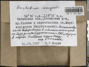Amphidium mougeotii (Bruch & Schimp.) Schimp., Гербарий мохообразных, Мхи - Прибайкалье и Забайкалье (B18) (Россия)