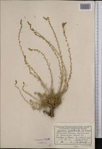 Бассия простертая (L.) Beck, Средняя Азия и Казахстан, Памир и Памиро-Алай (M2) (Таджикистан)