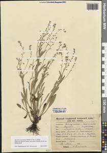 Myosotis alpestris subsp. suaveolens (Waldst. & Kit. ex Willd.) Strid, Восточная Европа, Центральный лесостепной район (E6) (Россия)