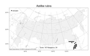 Astilbe rubra Hook. fil. & Thomson, Атлас флоры России (FLORUS) (Россия)