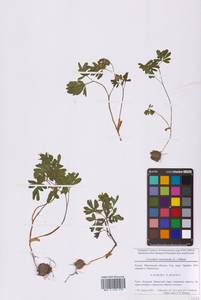 Хохлатка промежуточная, Хохлатка средняя (L.) Mérat, Восточная Европа, Московская область и Москва (E4a) (Россия)