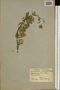 Caragana halodendron (Pall.) Dum.Cours., Восточная Европа, Центральный лесостепной район (E6) (Россия)