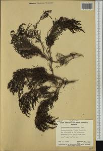 Tecticornia halocnemoides subsp. halocnemoides, Австралия и Океания (AUSTR) (Австралия)