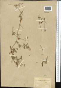 Ломонос восточный L., Средняя Азия и Казахстан, Джунгарский Алатау и Тарбагатай (M5) (Казахстан)