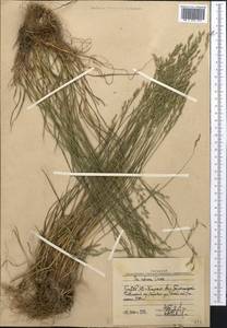 Мятлик разноцветный Besser, Средняя Азия и Казахстан, Западный Тянь-Шань и Каратау (M3) (Узбекистан)