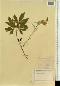 Lamprocapnos spectabilis (L.) Fukuhara, Зарубежная Азия (ASIA) (Япония)