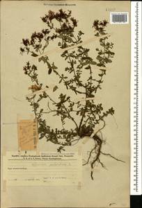 Зверобой продырявленный L., Кавказ, Азербайджан (K6) (Азербайджан)