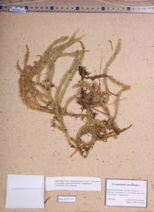 Spinulum annotinum subsp. annotinum, Сибирь, Алтай и Саяны (S2) (Россия)