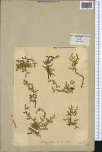 Selaginella denticulata (L.) Spring, Западная Европа (EUR) (Италия)