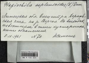 Plagiochila asplenioides (L.) Dumort., Гербарий мохообразных, Мхи - Центральное Черноземье (B10) (Россия)