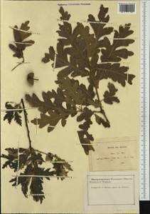 Quercus pyrenaica Willd., Западная Европа (EUR) (Франция)