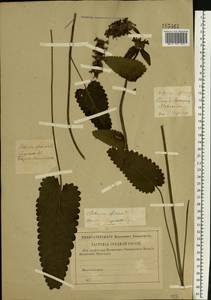 Betonica officinalis subsp. officinalis, Восточная Европа, Центральный район (E4) (Россия)