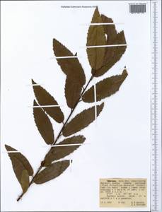 Magnoliopsida, Африка (AFR) (Эфиопия)