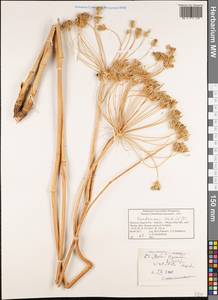 Kundmannia sicula (L.) DC., Африка (AFR) (Марокко)