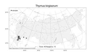 Thymus kirgisorum, Тимьян киргизский, Чабрец киргизский Dubj., Атлас флоры России (FLORUS) (Россия)