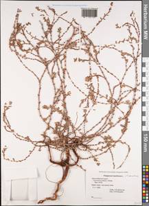 Polygonum maritimum × aviculare, Кавказ, Черноморское побережье (от Новороссийска до Адлера) (K3) (Россия)