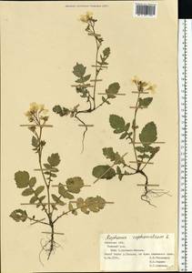 Редька дикая, Редька полевая L., Восточная Европа, Центральный лесостепной район (E6) (Россия)