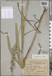 Сорго алеппское, Гумай (L.) Pers., Средняя Азия и Казахстан, Западный Тянь-Шань и Каратау (M3) (Узбекистан)