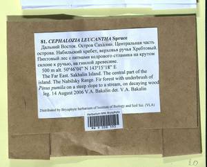 Fuscocephaloziopsis leucantha (Spruce) Váňa & L. Söderstr., Гербарий мохообразных, Мхи - Дальний Восток (без Чукотки и Камчатки) (B20) (Россия)