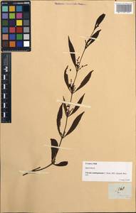 Ginalloa arnottiana Korth., Зарубежная Азия (ASIA) (Филиппины)