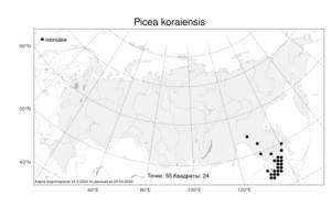 Picea koraiensis, Ель корейская Nakai, Атлас флоры России (FLORUS) (Россия)