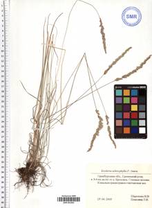 Koeleria macrantha subsp. macrantha, Восточная Европа, Восточный район (E10) (Россия)