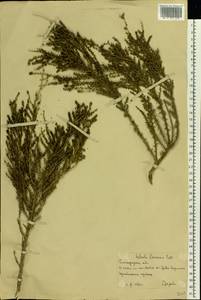 Caroxylon laricinum (Pall.) Tzvelev, Восточная Европа, Нижневолжский район (E9) (Россия)