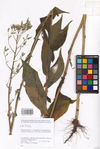 Латук дубравный L., Восточная Европа, Центральный лесостепной район (E6) (Россия)