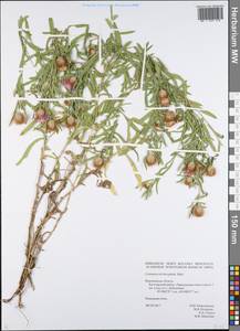 Василек волосистоголовый M. Bieb. ex Willd., Восточная Европа, Центральный лесостепной район (E6) (Россия)