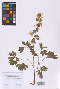 Хохлатка крупноприцветниковая (Steph.) Pers., Восточная Европа, Московская область и Москва (E4a) (Россия)