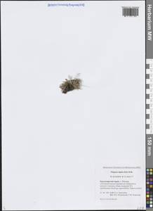 Фиппсия холодолюбивая (Sol.) R.Br., Сибирь, Центральная Сибирь (S3) (Россия)