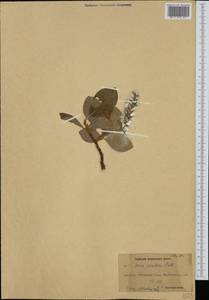 Ива арктическая Pall., Сибирь, Чукотка и Камчатка (S7) (Россия)